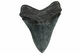 Serrated, Fossil Megalodon Tooth - South Carolina #325764-2